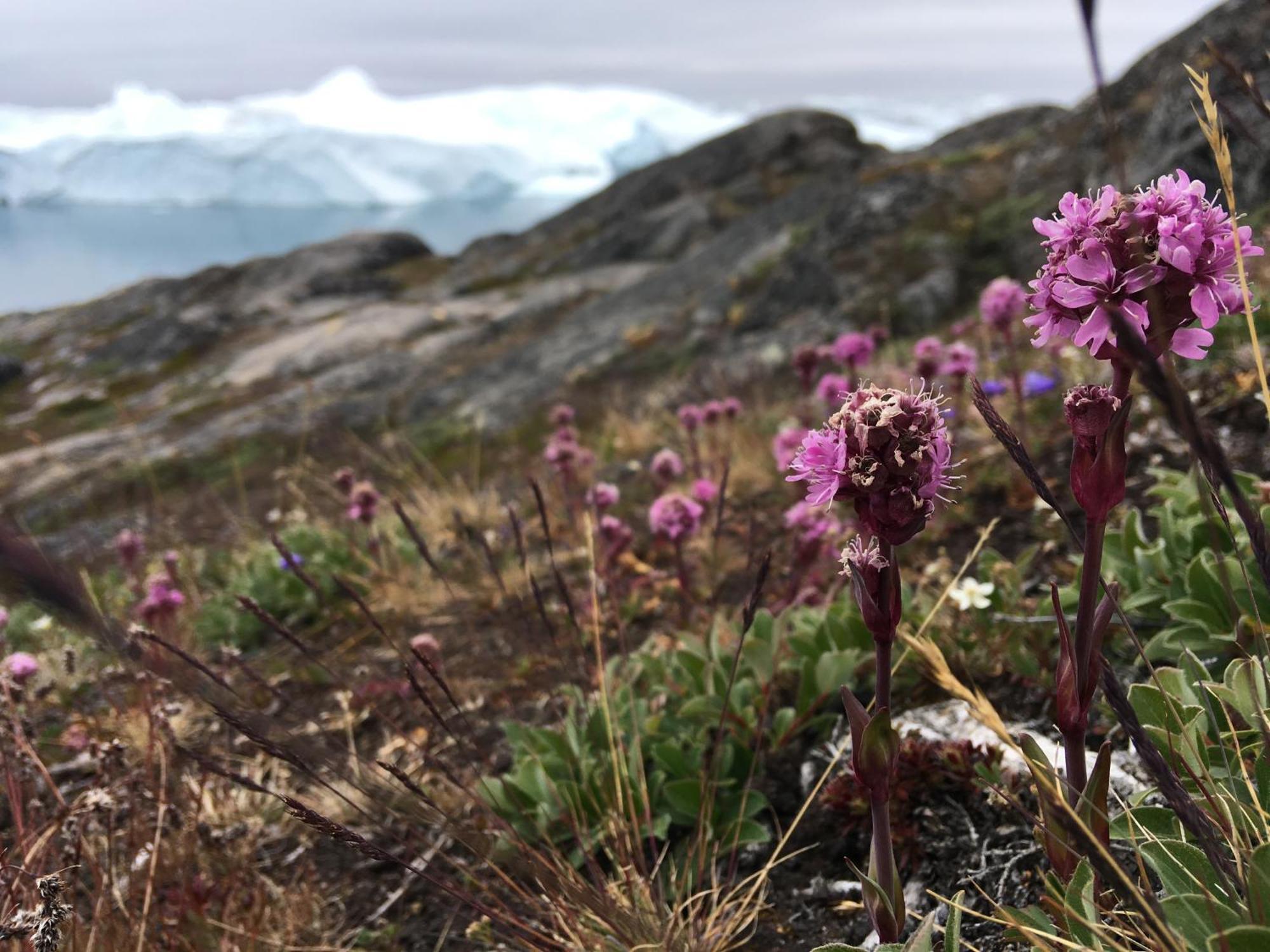 Det Gronne Hus Med Isbjergsudsigt Villa Ilulissat Kültér fotó